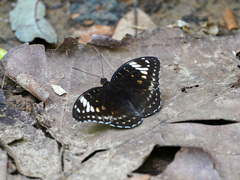 Lexias aeetes