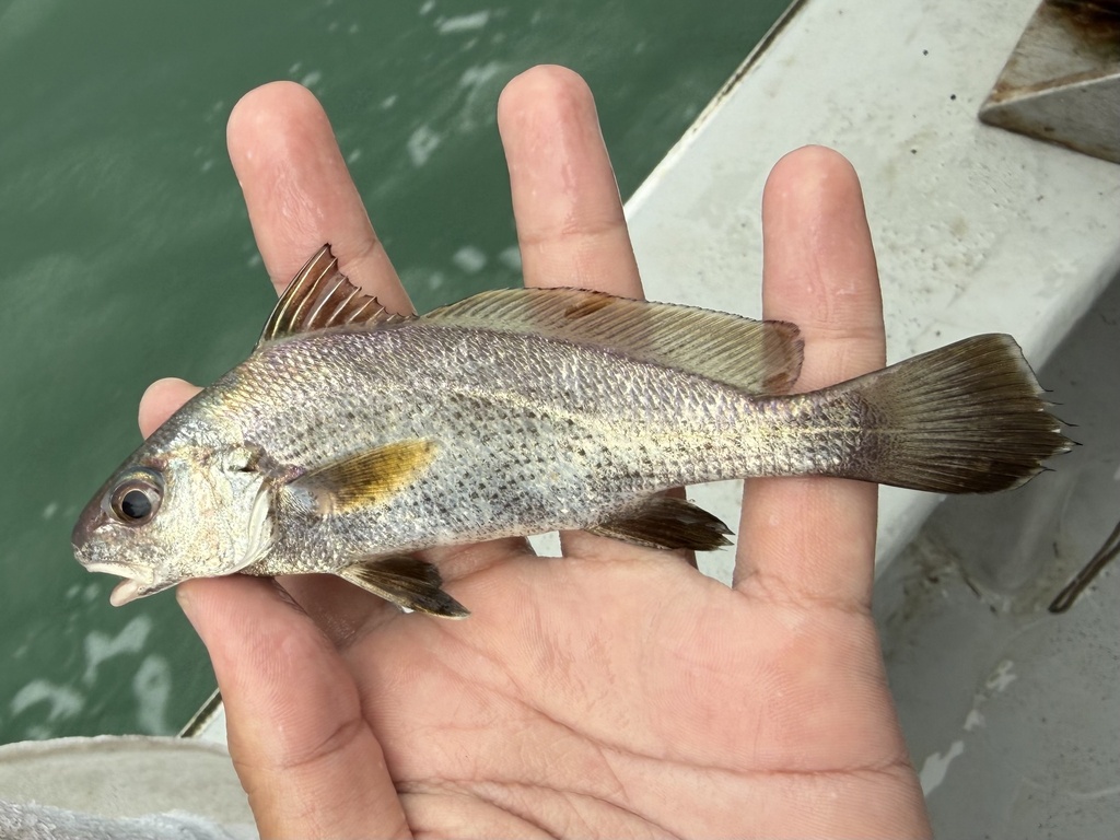 Belangeri croaker (Johnius belangerii) — Sciaenidae