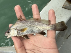Belanger's Croaker photo 2