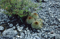 Parodia ritteri