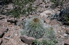 Parodia ritteri