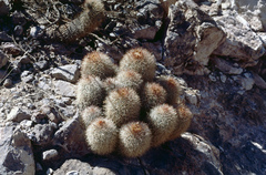 Parodia ritteri
