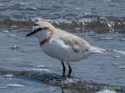 iNaturalist: (c) Josef Stulz, some rights reserved (CC BY-NC), uploaded by Josef Stulz iNaturalist image