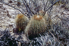 Parodia ritteri
