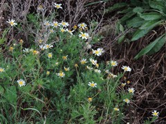 Cladanthus mixtus