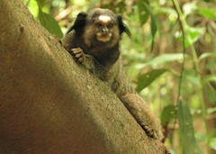 Callithrix penicillata