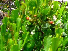 Searsia lucida