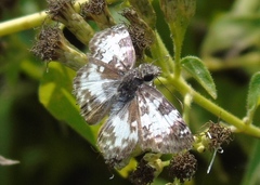 Chiomara georgina georgina