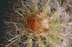 Parodia ritteri