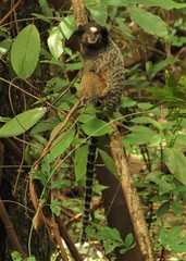 Callithrix penicillata