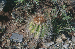 Parodia ritteri
