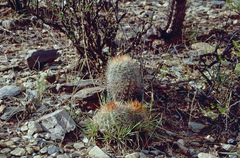 Parodia ritteri