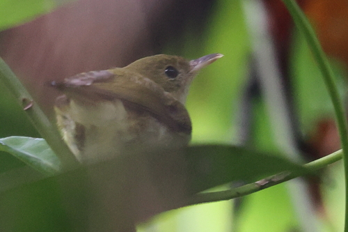 Pale-billed Scrubwren (Aethomyias spilodera), photo 2