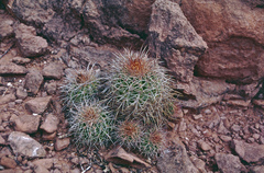 Parodia ritteri