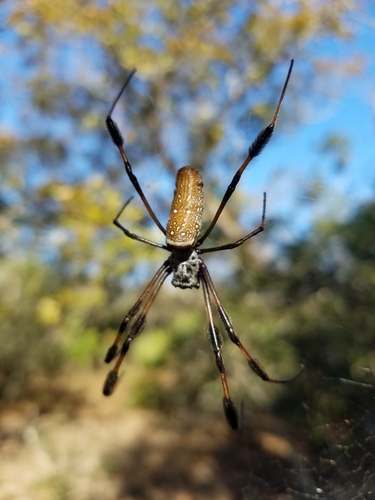 Trichonephila image