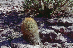 Parodia ritteri
