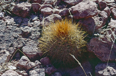 Parodia ritteri