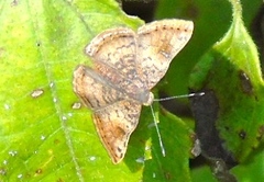 Riodininae