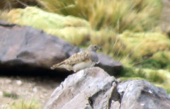 Thinocorus orbignyianus