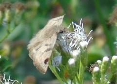 Arteurotia tractipennis