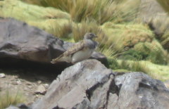 Thinocorus orbignyianus