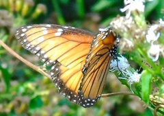 Danaus eresimus montezuma