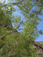 Fraxinus greggii