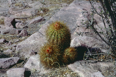 Parodia ritteri