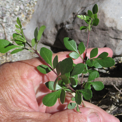 Fraxinus greggii