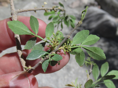 Fraxinus greggii