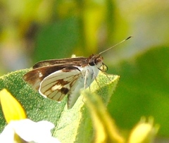 Vettius fantasos