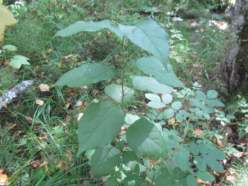 Siberian crabapple (Malus baccata)