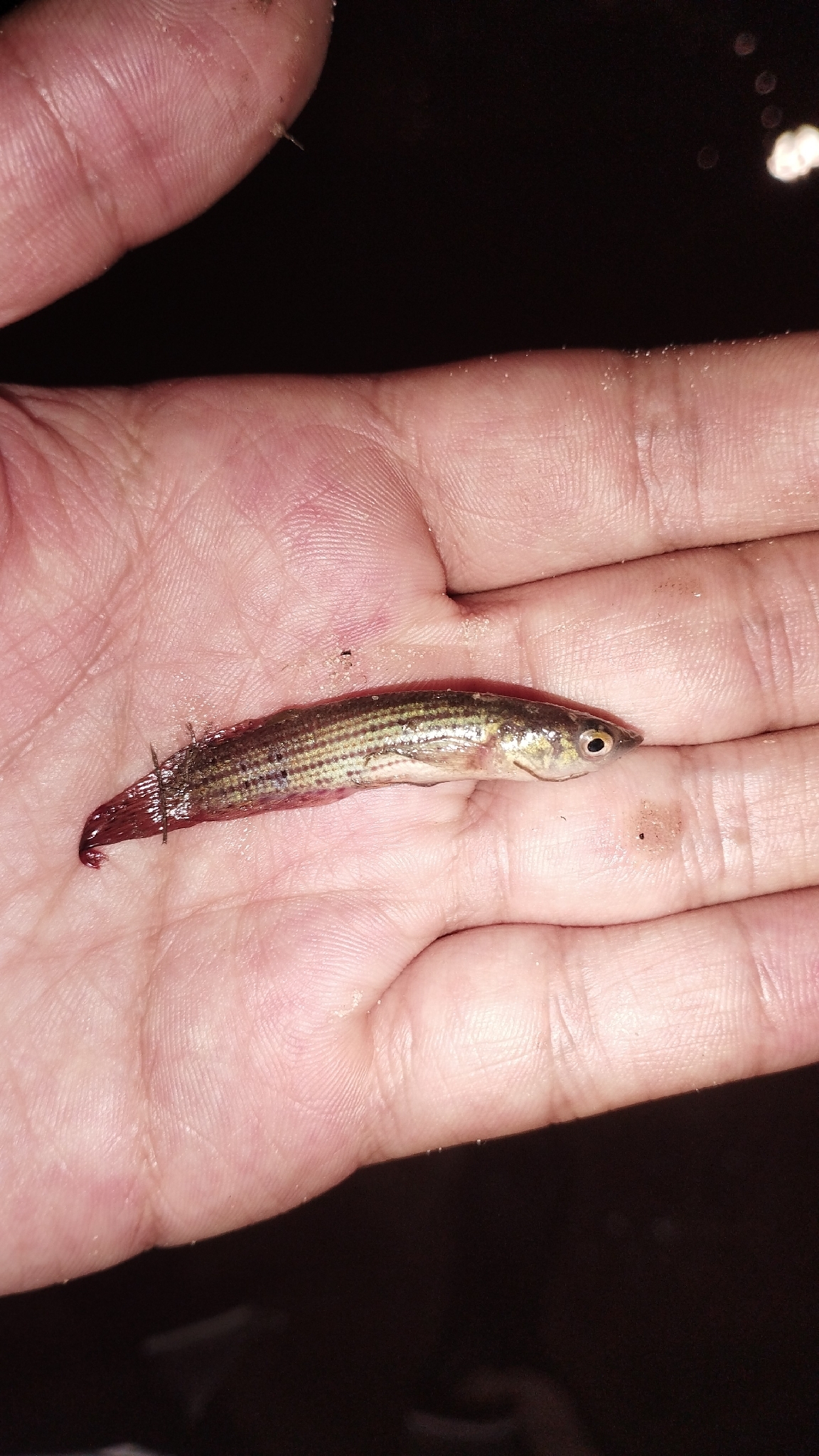 Moema funkneri