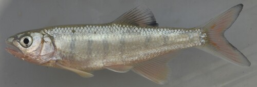 Lake trout (Opsaridium microcephalum) — Cyprinidae — 5