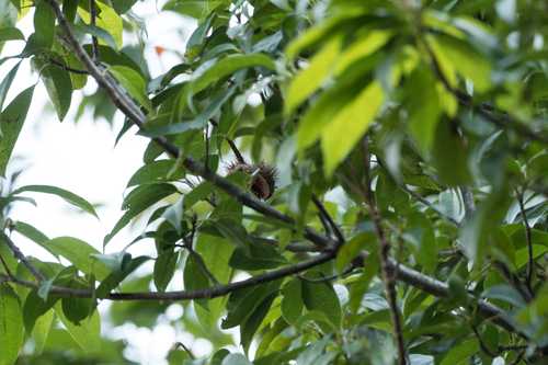 Sloanea sinensis observed 2025-12-12