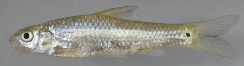Longarch barb (Enteromius arcislongae) — Cyprinidae — 2