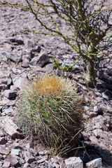 Parodia ritteri