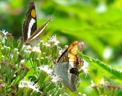 Doxocopa laure laure