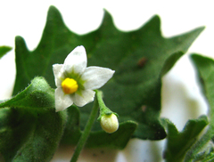 Solanum retroflexum