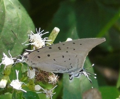 Pseudolycaena damo