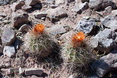 Parodia ritteri