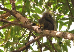 Sciurus aestuans ingrami