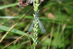 Coenagrion lanceolatum