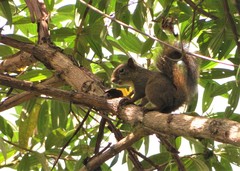 Sciurus aestuans ingrami