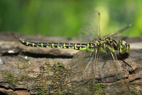 Sedge Darner