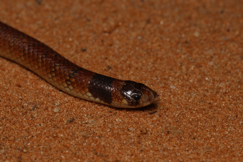Eastern Shovel-nosed Snake sighting