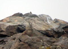 Spinus crassirostris