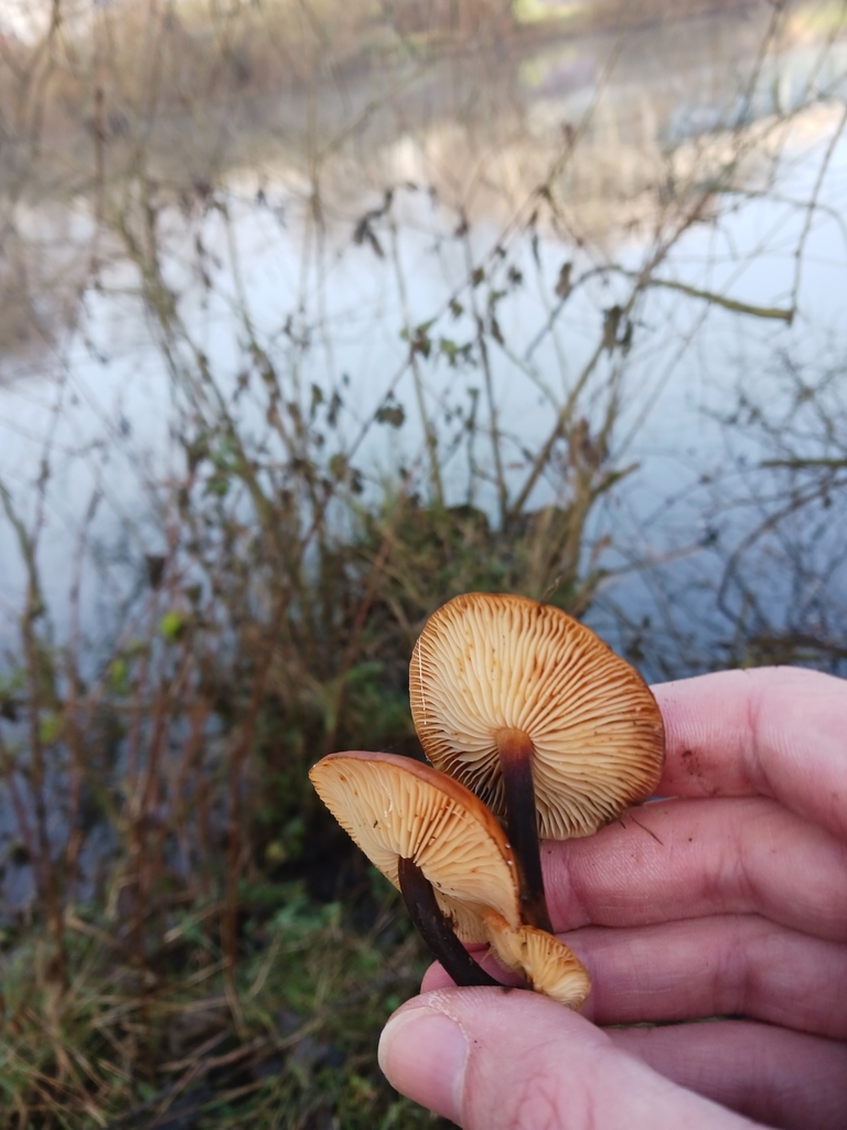Flammulina elastica · December 2025 · photo: © mangoblatt (iNaturalist, cc0)