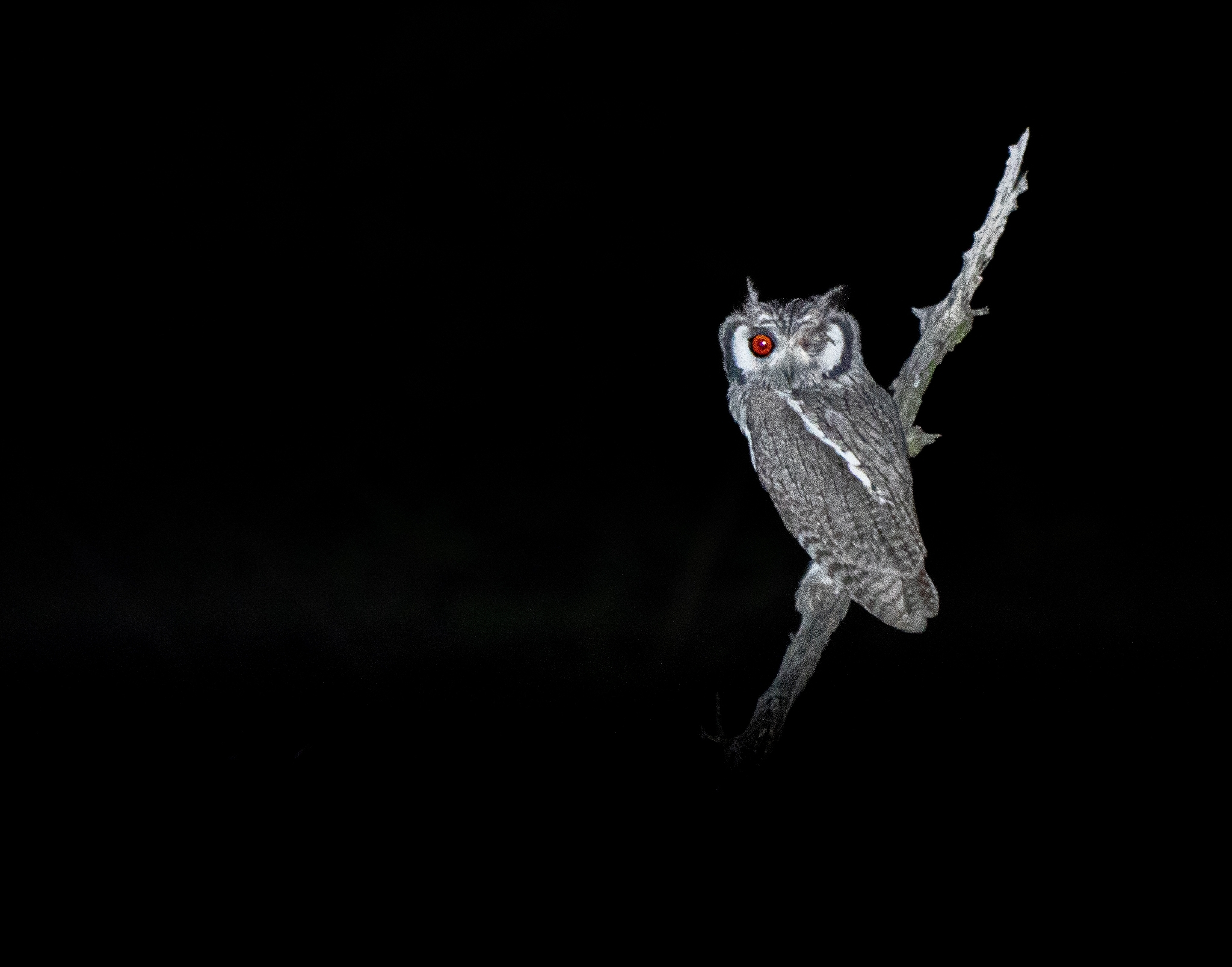 Southern White-faced Owl (Ptilopsis granti), photo 3