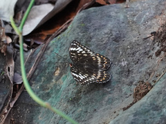 Lexias aeetes